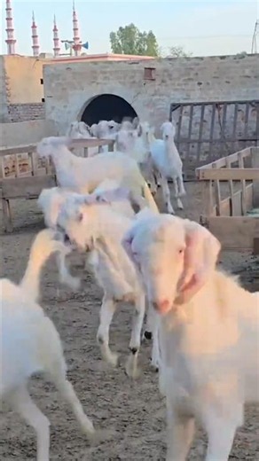 Thousands of Beautiful White Goats Running Together 🐐🔥 | Viral Farm Scene 2026