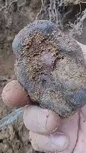 Mysterious Limonite found in our Alluvial Deposit