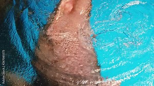 Walrus (Odobenus rosmarus) ; Slow Motion of Walrus swimming in the aquarium