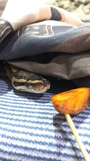 Young Python Eating Food in Close-Up