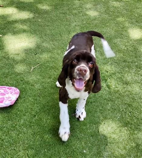 Kingston is getting his cherry eye surgery today as well as neutered. He is currently available for adoption in Dallas! Also, how cool is this A.I. effect? Fun, right? (you can always spot a.i. by the random weird objects mixed in 😂) Calling all Texas region cocker spaniel fans. Meet Kingston, a stunning cocker spaniel mix, hubba hubba! He is one of two owner relinquishments we just took in who are in Dallas. Get your applications in soon, before we move these boys to Los Angeles. Kingston curr