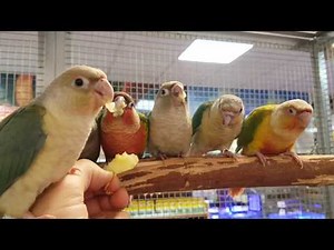 Molinae ou conure à joues vertes. Eam 2020.Degré de sociabilité envers l'homme: 5/5