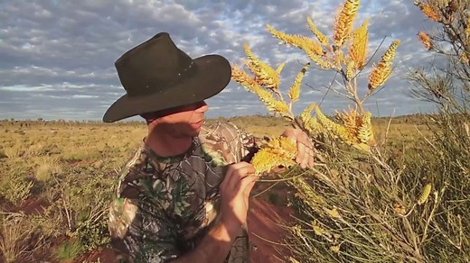 Foraging and cooking traditional Australian bush foods in the outback