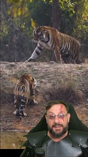 Encontro de dois tigres #biologohenrique #animais #bichoesperto #biologo