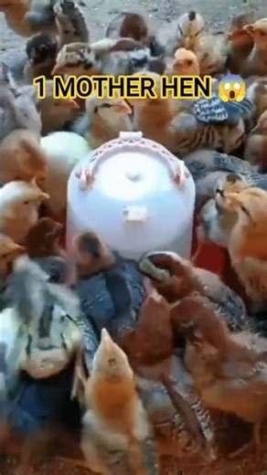 ​The Super Mother Hen (90 Chicks!)🐔 #smartfarming#viralvideo2026