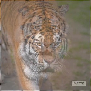 👉 Got photos with yucky backgrounds? Texture blending is a great (and really fun) way to breathe new life in to old photos. 📷 | Matt Kloskowski