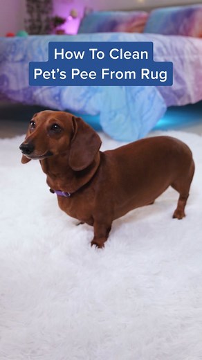 Easy Fix for Pet Potty Training Mishaps