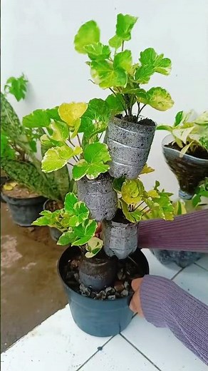DIY stackable pots from plastic bottles recycle 👌🌱🌱 #plants #recycle