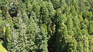 1.2K views · 33 reactions | Redwood Park and the Surrey Nature Centre at Green Timbers Park both include unique arboretums – collections of rare and exotic trees. They are home to many spectacular heritage trees and are perfect place to connect with trees during heritage week. Watch Urban Forestry Coordinator Rob provide a tour and explain the history of the Redwood Park arboretum. | City of Surrey | Facebook