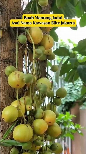 Menteng Fruit‼️ The Old-School Fruit That Gave Its Name to Jakarta's Elite District⁉️