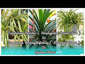 Pandanus Veitchii ( Variegated Screwpine or Golden Pandanus ) | Growing Tips | Care and Propagation
