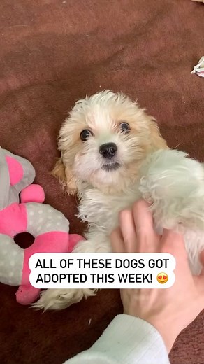 What a week we’ve had here at the rescue! 🥰 So many adoptions, so many beautiful families and so many dogs that deserve a home finally finding one, what a feeling! We know you guys often get to see the sad side of rescue, but today we wanted to show you all the side that makes our hearts sing! ❤️ Thank you so much to every single family that adopted and gave one of our precious dogs a chance at life 🥺 View our dogs looking for homes here: https://www.manytearsrescue.org/dogslookingforhomes.php