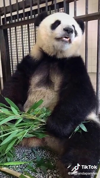 Giant Panda Sneezing While Eating Bamboo
