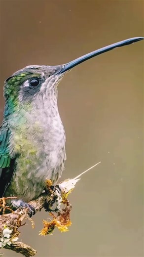 Colibrí: Señal de esperanza y nuevos caminos