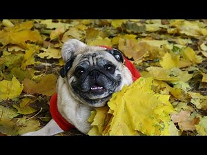 The Difference Between Standard and Miniature Pugs