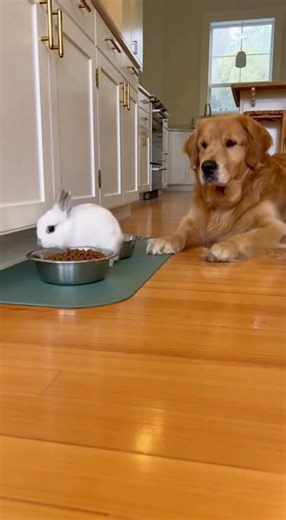 Dog Watches Rabbit Eat His Food 😅🐶🐇🍽️#shorts