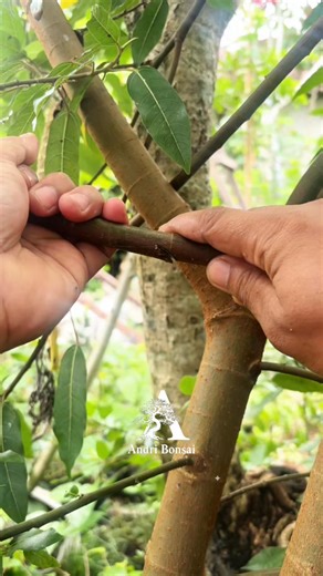 Trying a new idea: an air layering technique that is very easy to do🌳 #fblifestyle #airlayering #craft #DIY | Andri Bonsai