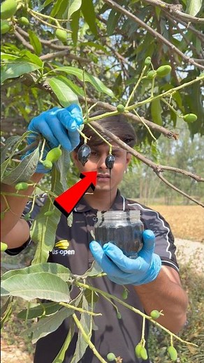 Mango experiment video