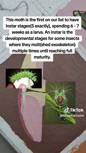 Exploring the Chinese Moon Moth's Lifecycle and Art