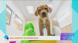 How you can get more involved with Southeastern Guide Dogs