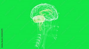 3d Animation of dopamine and serotonin release from the nervous system into the brain causing a chemical reaction. Digital Brain. 3D of thinking process. Brain System. Future technology. 3d render