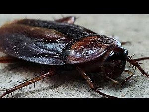 EXPLAIN A DREAM. COCKROACH ( ABOUT MEANING )