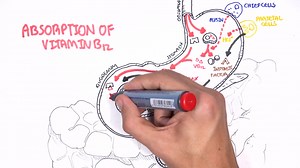 维生素消化吸收 Vitamin B12 Digestion and Absorption