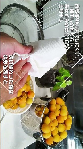 ②南高梅4kg【失敗しにくい梅干しの作り方】昔ながらの塩分18％！土用干し！ #Shorts #梅干し #南高梅 #赤しそ #塩分18％ #土用干し #昔ながらの梅干し #リッ欣ちゃんねる