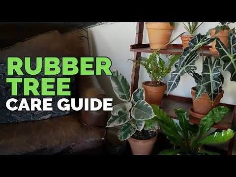 How to Care for The Rubber Tree Plant (Ficus elastica)