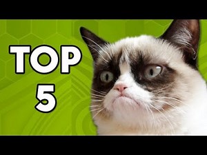 Grumpy Cat Movie Explained