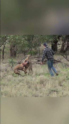 Man VS. Kangaroo PUNCH to Save Dog 🥊 🤯