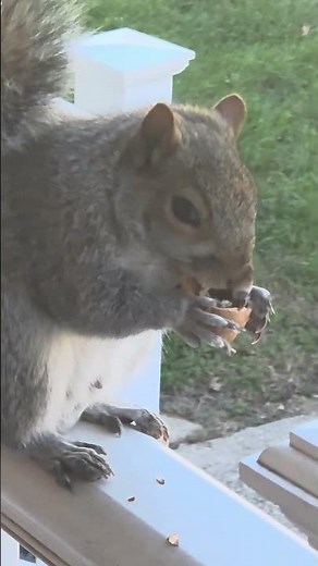 Close up of Squirrel eating a Walnut