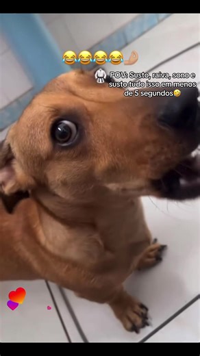 Scooby Loo e suas emoções em 5 segundos