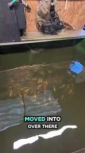 😱 Baby Maruhiro Koi GREW INSANELY in Just 1 Week Away! 🐟✨