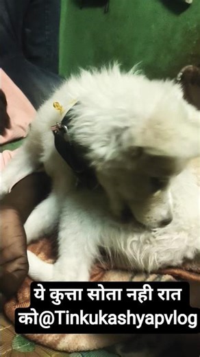 My Dog is not Soung #viral #ytshorts