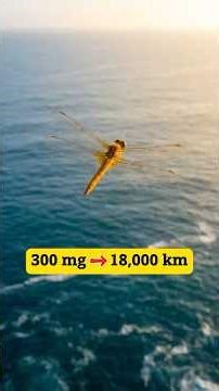 It Weighs Less Than a Paperclip — But Crosses the Ocean #dragonfly #shortsyoutube