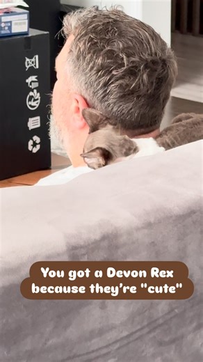 Is it a kitten or a scarf? 🧣💤 There’s no personal space when you’re owned by a Devon Rex. This little pixie decided my neck was the warmest spot in the house for a mid-day recharge. 🔋 For those new to the breed, this “neck-wrapping” is a classic Devon Rex trait—they are high-energy shadows who love to stay at head level. If you’re looking for an affectionate, curly-coated companion in Canada, a Devon might be your perfect match. Does your cat have a favorite “unconventional” sleeping spot? Le