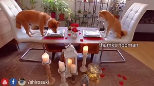 101K views · 5.1K reactions | Romantic Candle Light Dinner for Shiro & Suki  | Shiba Inu - Shiro, Suki and potats | Facebook