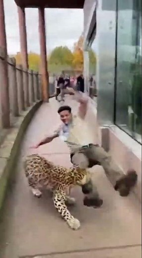 Gorilla Saves Zookeeper From Leopard Attack — REAL Footage 😱🦍⚡️