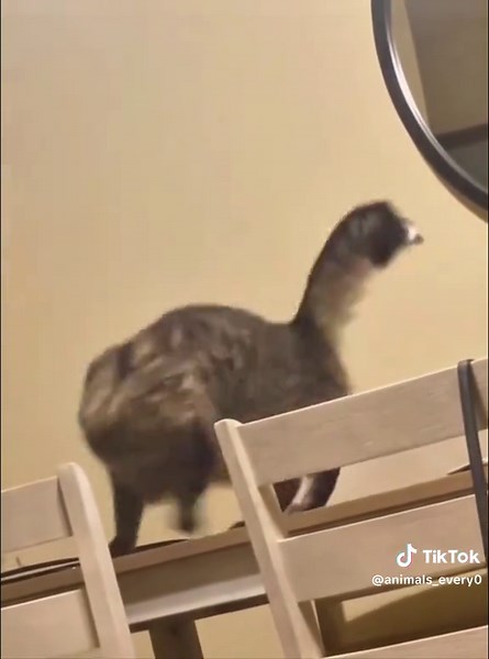 Funny cats !!! #fun #cats #cat #fyp #funnyvideos