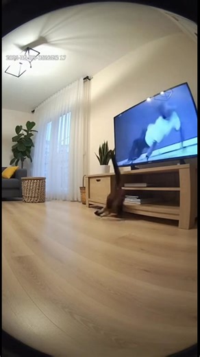 Affe Tanzt mit dem Fernseher! Schau dir an, wie dieser Affe Tanzbewegungen aus dem TV imitiert. Süß! #fblifestyle #AI Generated using Kling AI . . . (Nur zu Unterhaltungszwecken. Wenden Sie sich an Fachleute, wenn Sie Anleitungen für Aktivitäten erhalten. Es wird keine Markenzugehörigkeit impliziert, falls welche gezeigt werden. Wenn sie von wahren Ereignissen inspiriert sind, können kreative Anpassungen enthalten sein. Der Inhalt kann öffentliches Filmmaterial enthalten.) | Fabiosa Deutschland