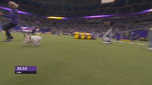 121K views · 2.1K reactions | That agility run was Finn-tastic! Last month, Finn the Papillon completed the Masters Agility Championship Finals presented by Purina Pro Plan in 35.53 seconds. | Westminster Kennel Club Dog Show | Facebook