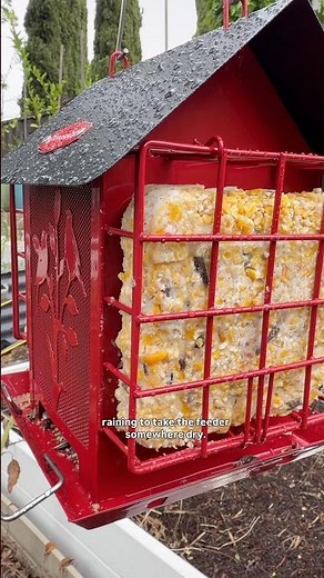 My new suet bird feeder!