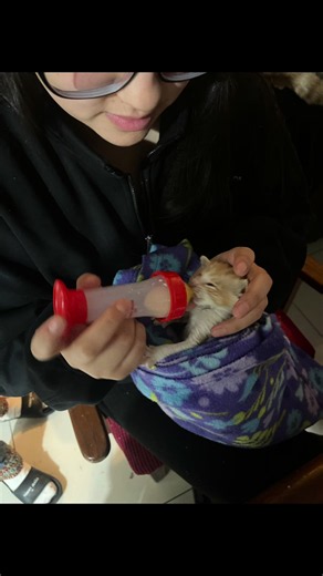 Les presento a Lucky 🐈💗 #gatos #bebe #animals #viralvideo #fyp | cats