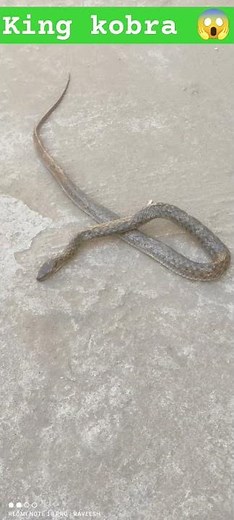 #kingcobra#world#viral videos 😱