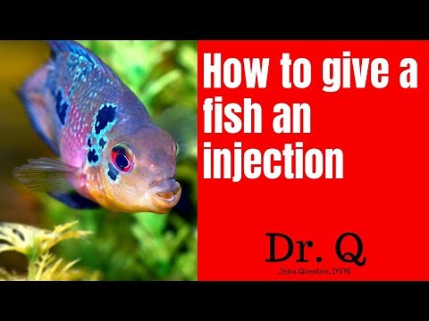 Dr. Q presents: How to Give a Fish an Injection - Aspen Park Vet Hospital