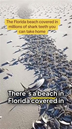 Venice Beach, Florida is covered in millions of fossilized shark teeth from 10,000 years ago. Black, white, gray—some tiny, some Megalodon teeth as big as your hand. You can fill buckets in an hour and it’s completely legal to take home. Are you going? #travel #venicebeach #florida #sharkteeth #megalodon