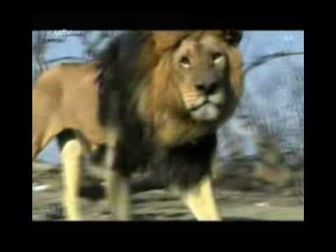 The (real) lion king part 5