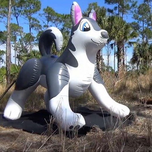 Inflatable Husky Goes Up!