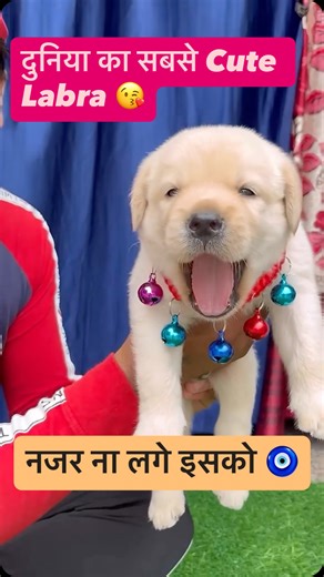 Duniya ka sabse cute Labra puppy 🐶 #labra #labrador #labradoodle #trendingréels #trend #viralreels❤️ #viralpost❤️ #trends #vialpost #uttamnagar #vikaspuri #vikaspuridelhi #dwarka #gurgaon #noida | Dog Kennel In Delhi